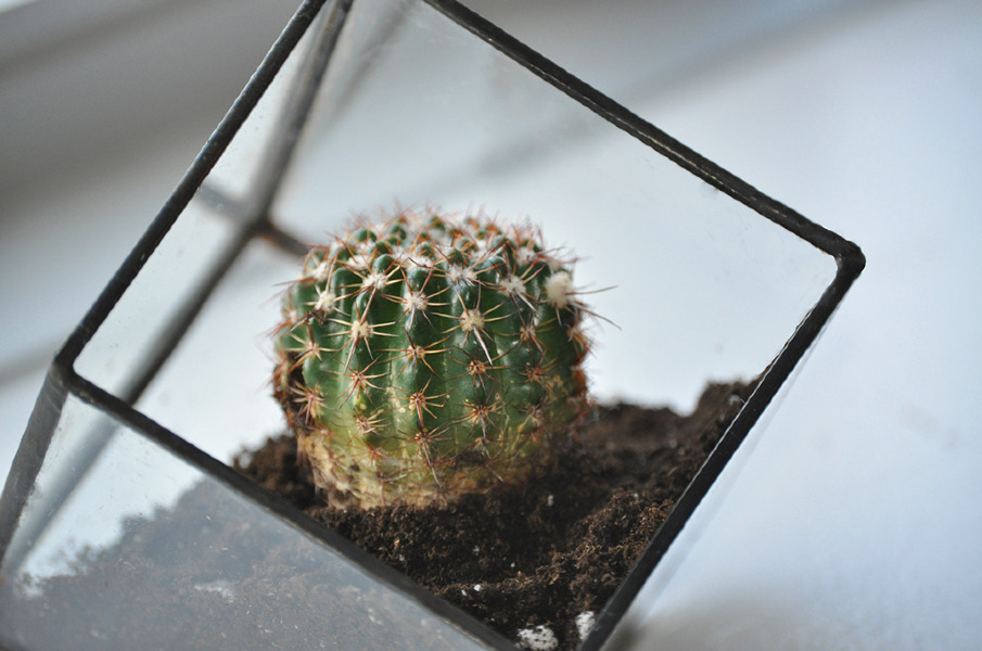 Cube terrarium.obsessarium